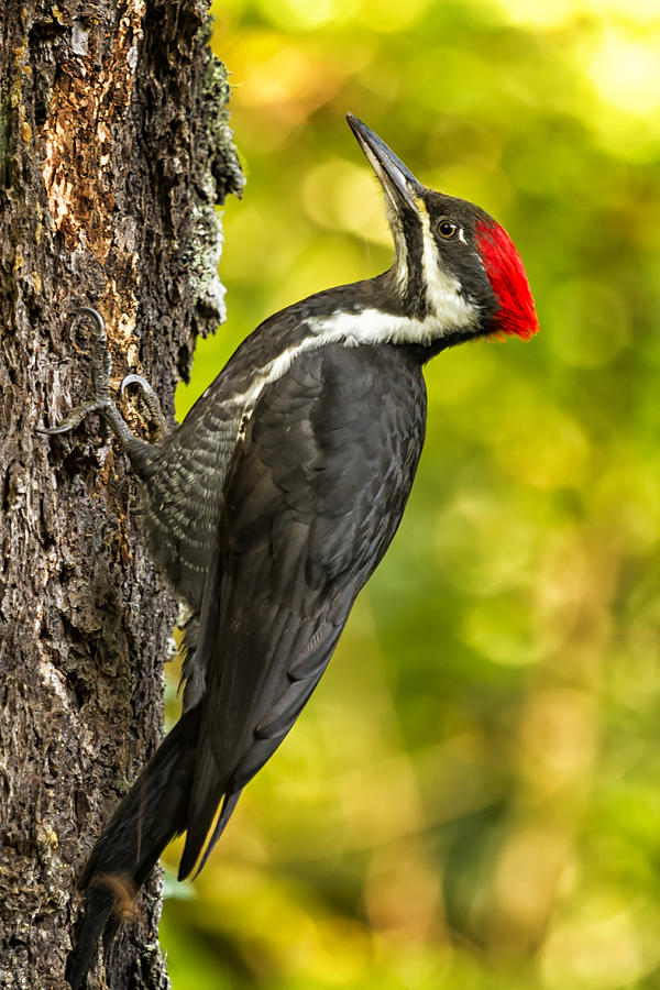 Woodpecker Photograph - Female Pileated Woodpecker No. 2 by Belinda Greb