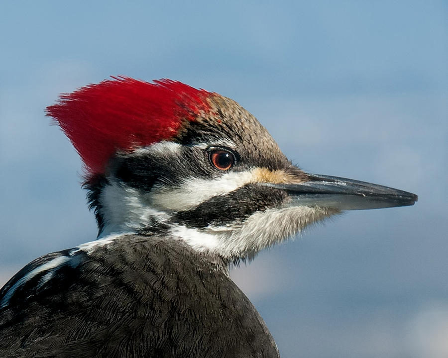 Female Pileated Woodpecker Portrait 2015 Photograph by Lara Ellis
