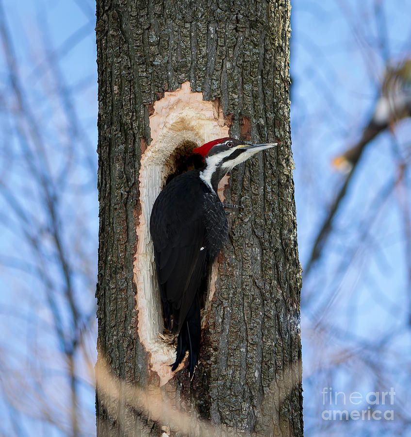 Female Pileated Woodpecker Photograph