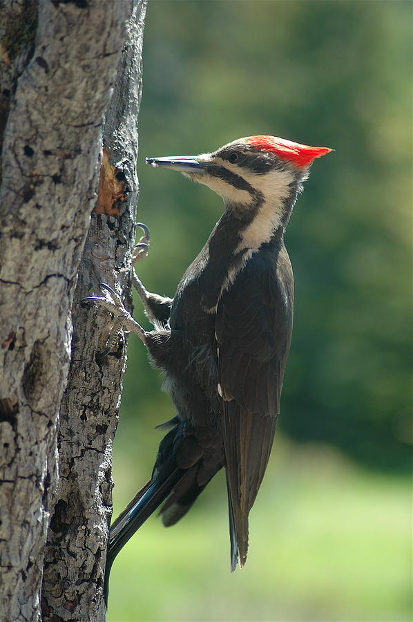 Female Pileated Woodpecker Photograph by Sandra Updyke