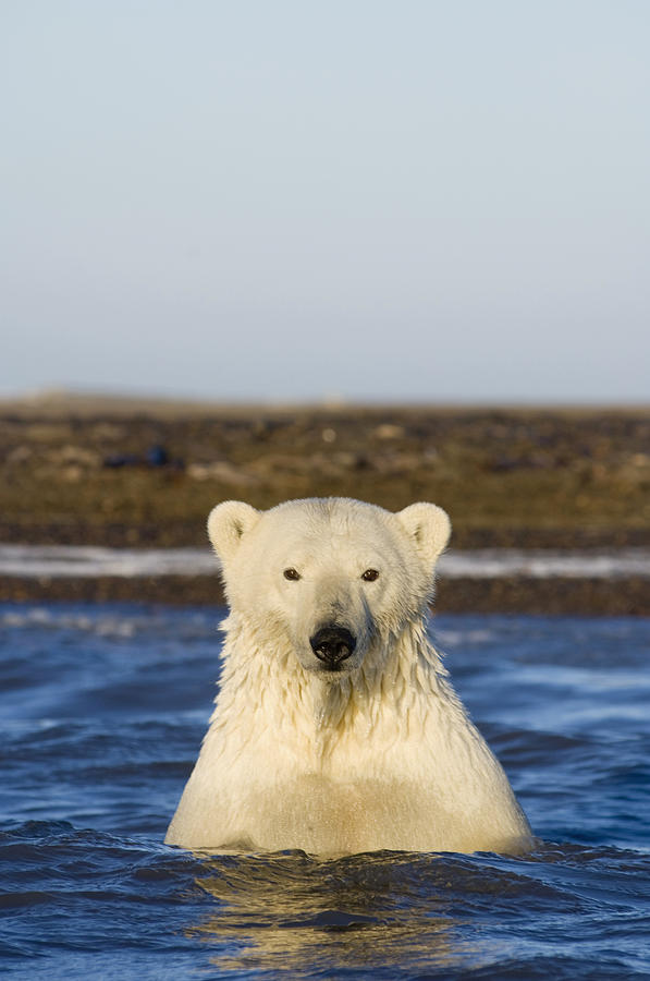 Wildlife Photograph - Female Polar Bear And Cub Swim by Steven Kazlowski