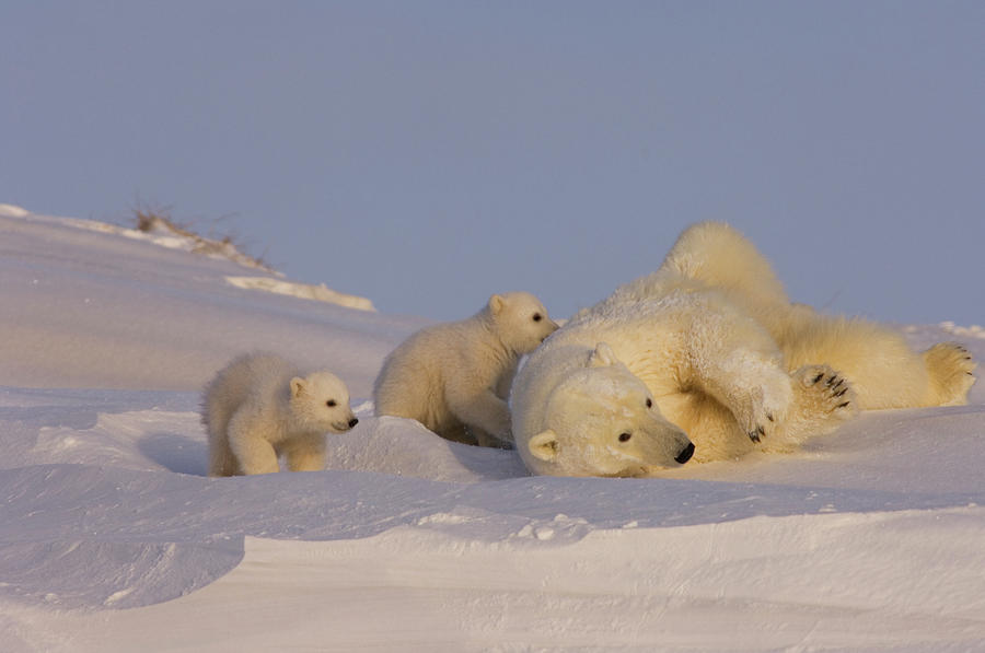 Female Polar Bear Cleans Her Coat Photograph by Steven J. Kazlowski ...