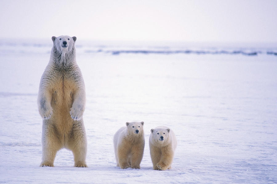 Cool Photograph - Female Polar Bear Standing With Her Two by Steven Kazlowski