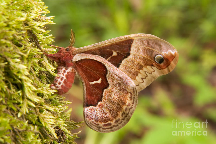 Insects Photograph - Female Promethea Moth by Gregory K Scott