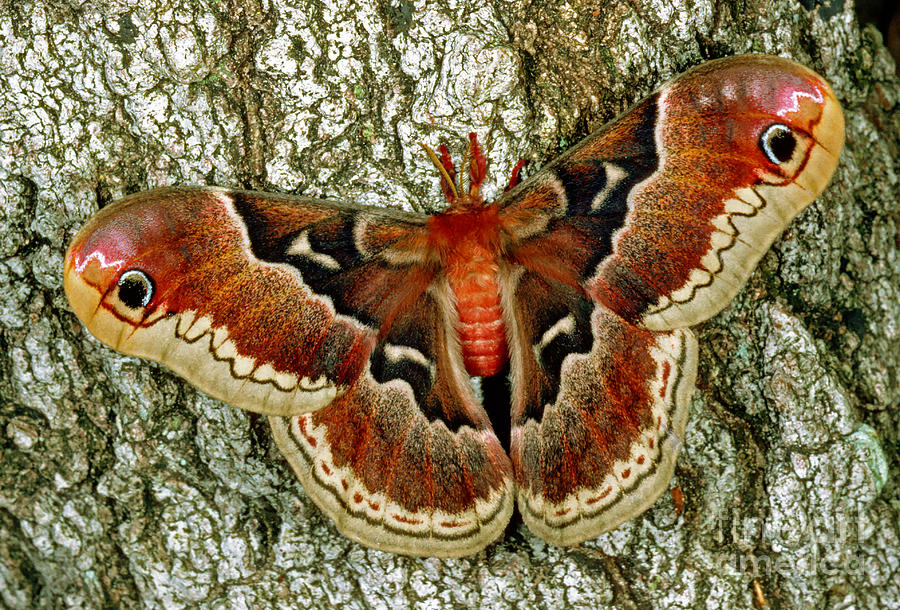 Animal Photograph - Female Promethea Moth by Millard H Sharp