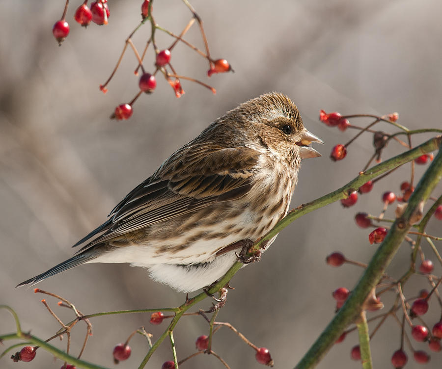 Feather Photograph - Female Purple Finch On Berries by Lara Ellis