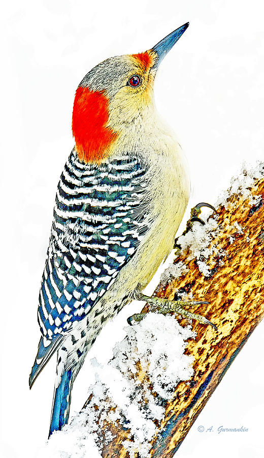 Winter Photograph - Female Red Bellied Woodpecker in Winter by A Macarthur Gurmankin