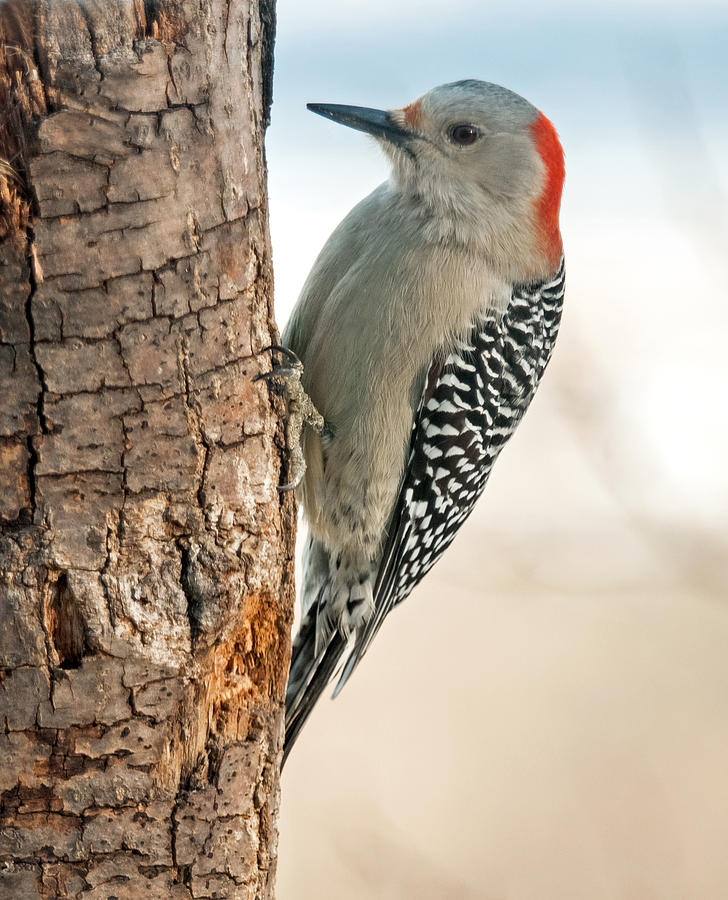 Female Red Bellied Woodpecker Photograph by Lara Ellis