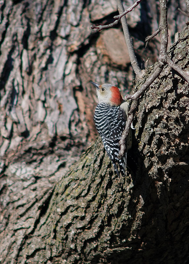 FEMALE RED-BELLIED WOODPECKER No. 4 Photograph by Janice Adomeit