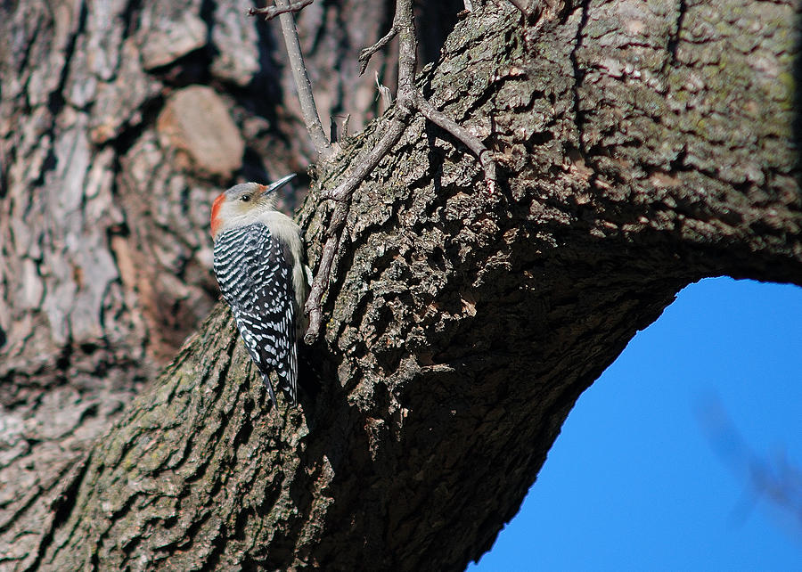 FEMALE RED-BELLIED WOODPECKER No. 5 Photograph by Janice Adomeit