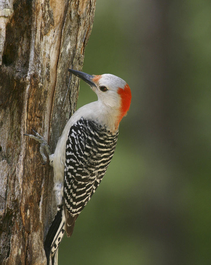 Female Red-bellied Woodpecker Photograph by Robert Camp