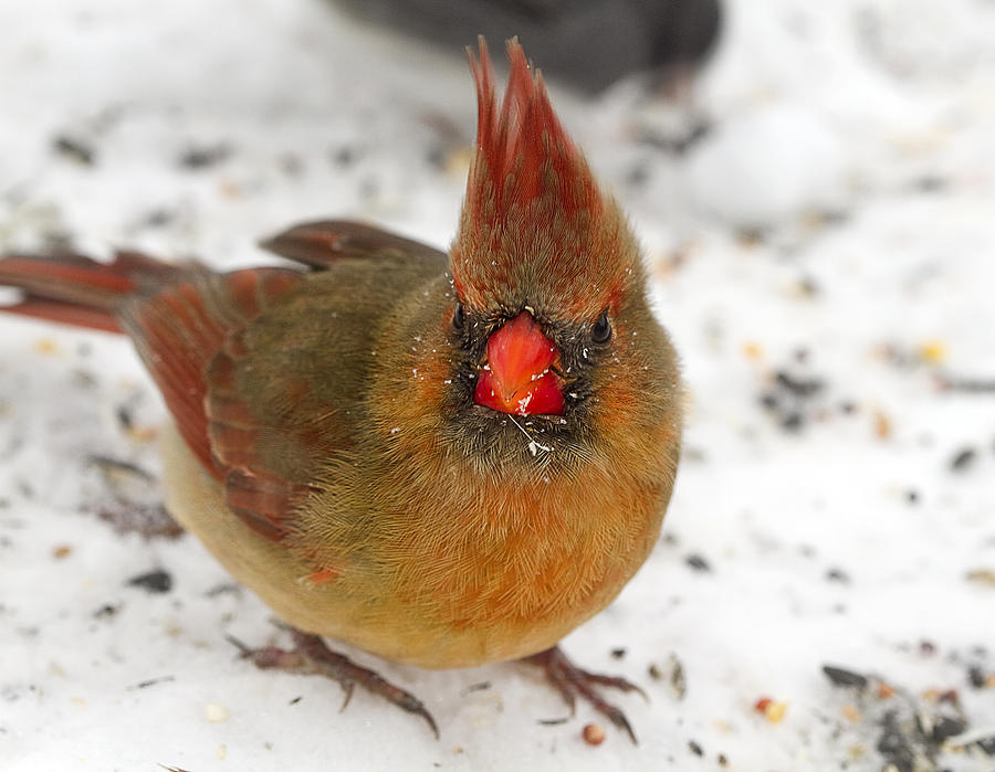 Female Red Cardinal Alert Photograph by Trudy Wilkerson