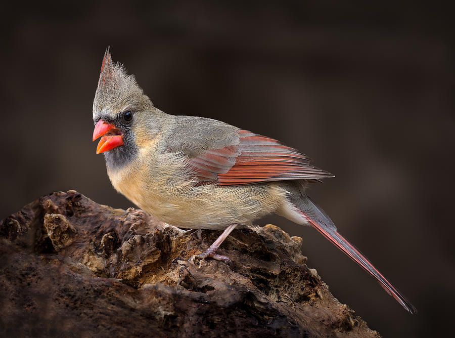Female Red Cardinal Photograph by Steve Zimic