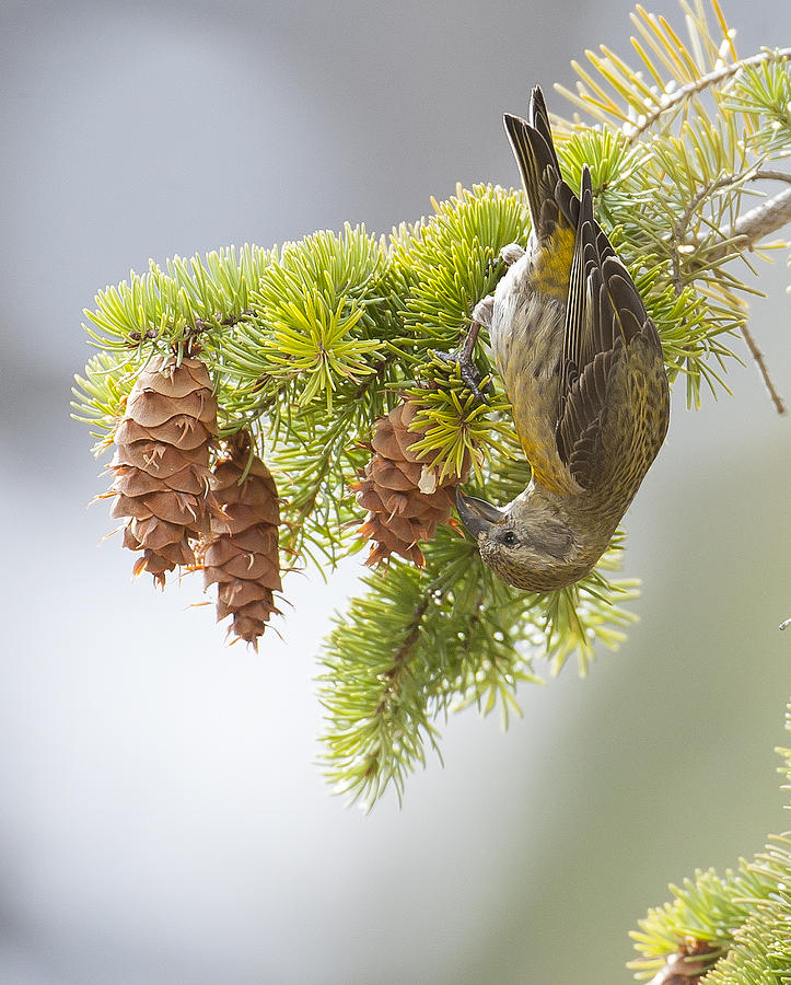 Yellowstone National Park Photograph - Female Red Crossbill by Amy Gerber