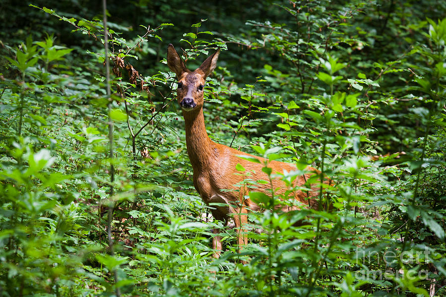 Female red deer looking at camera from edge of forest. Photograph by Peter Noyce