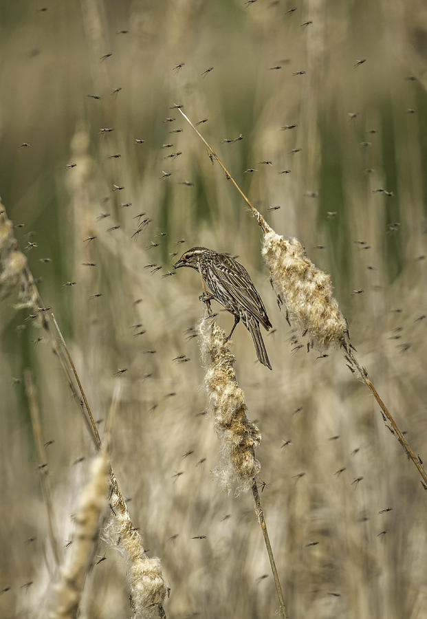 Female Red-winged Black Bird Feeding Photograph by Thomas Young