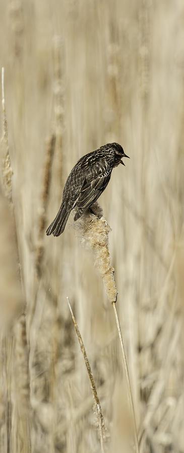 Nature Photograph - Female Red-winged Black Bird by Thomas Young