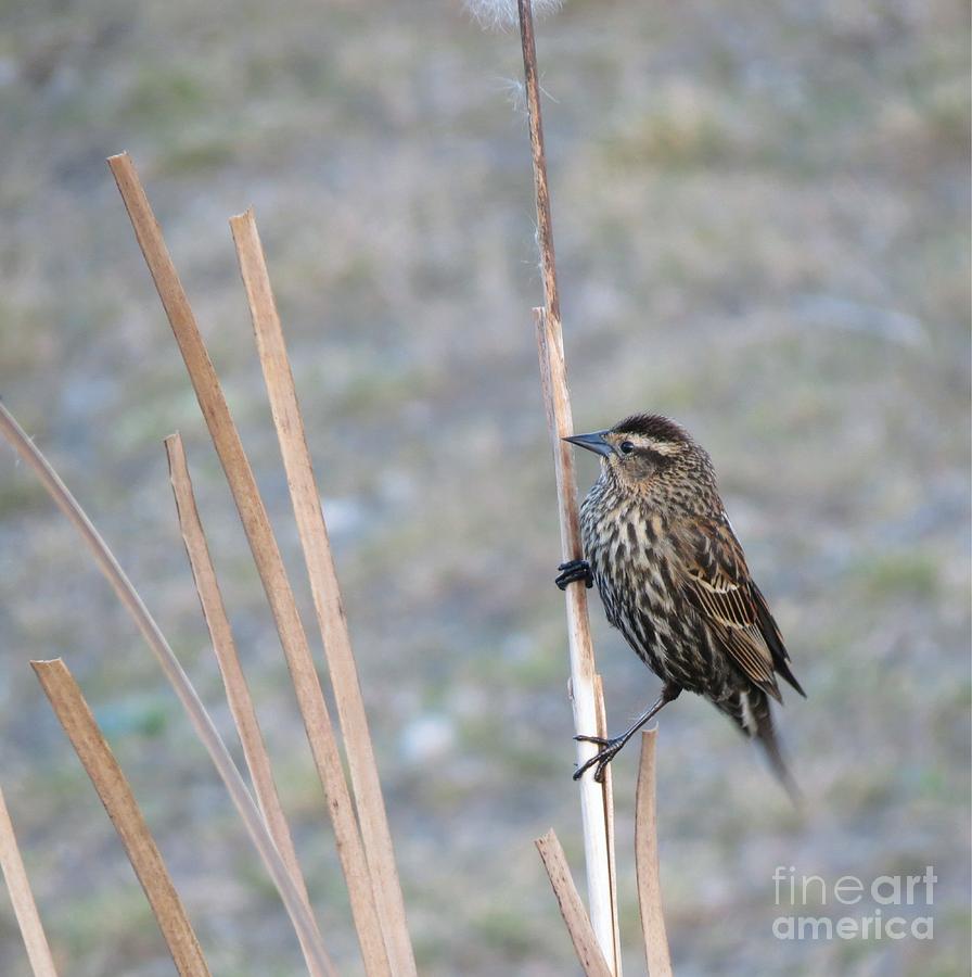 Female Red Winged Blackbird Photograph by Chris Anderson