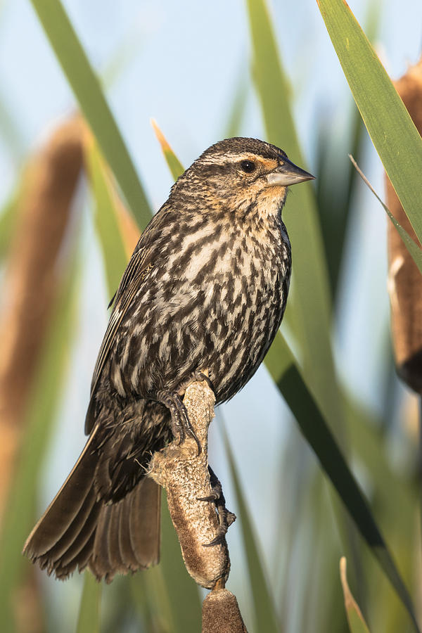 Female Red-winged Blackbird Photograph by Linda Arndt