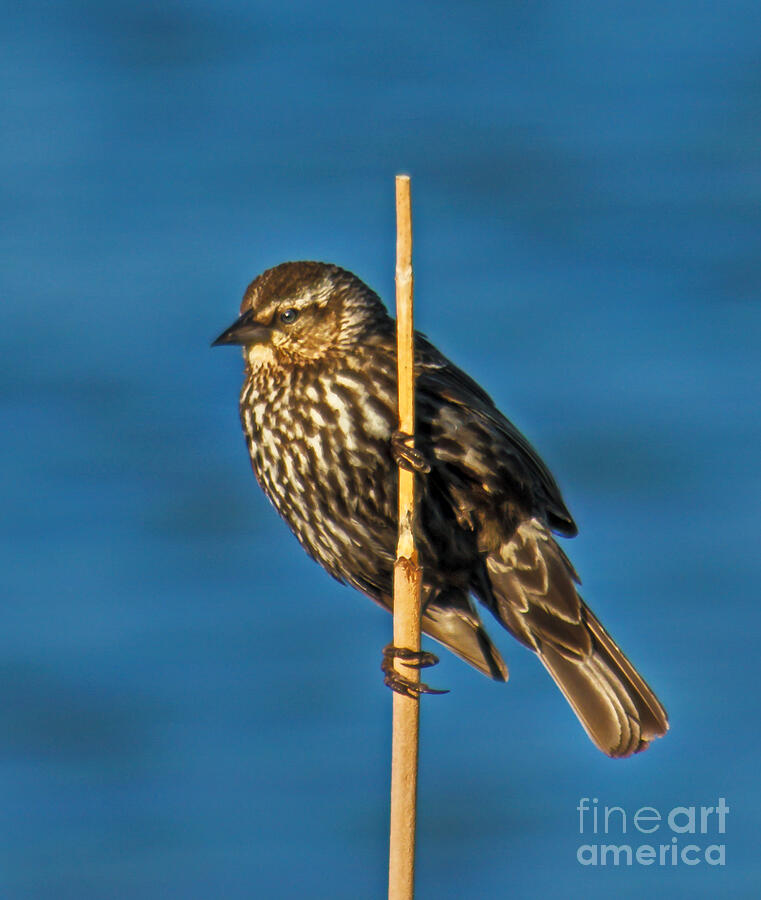 Female Red-winged Blackbird Photograph by Robert Bales