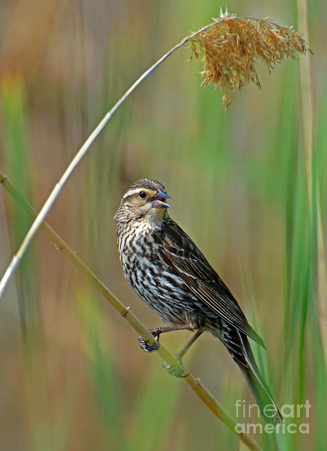 Female Red Winged Blackbird Photograph by Rodney Campbell