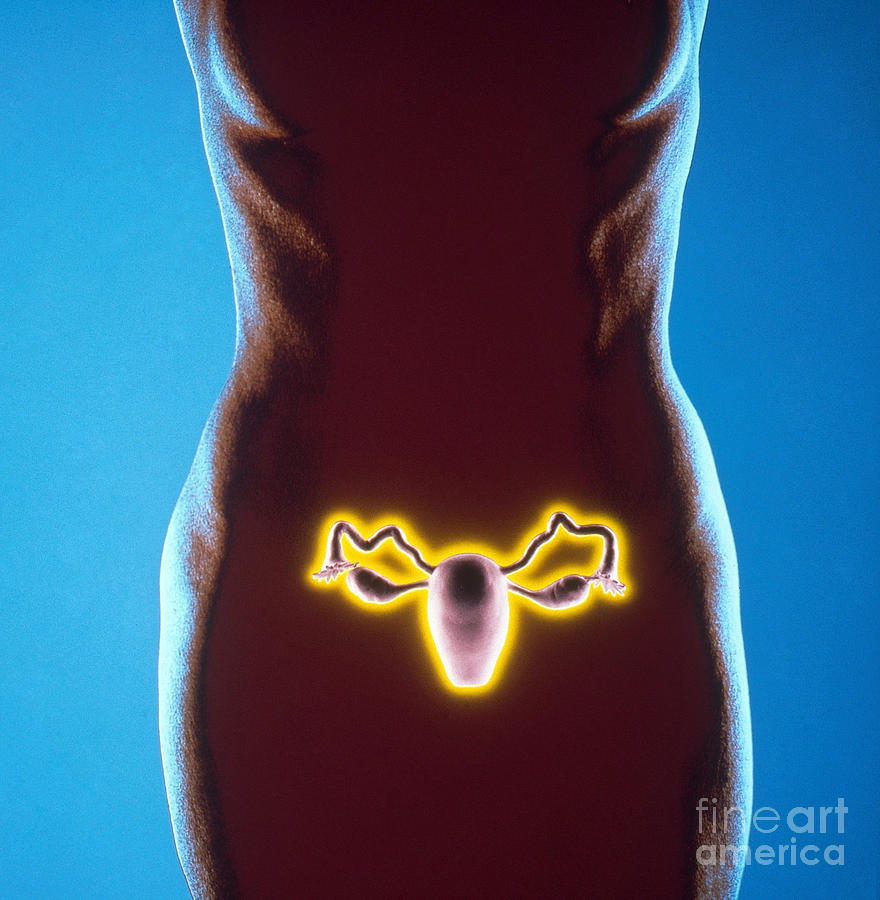 Female Reproductive Organs Photograph by Bill Longcore