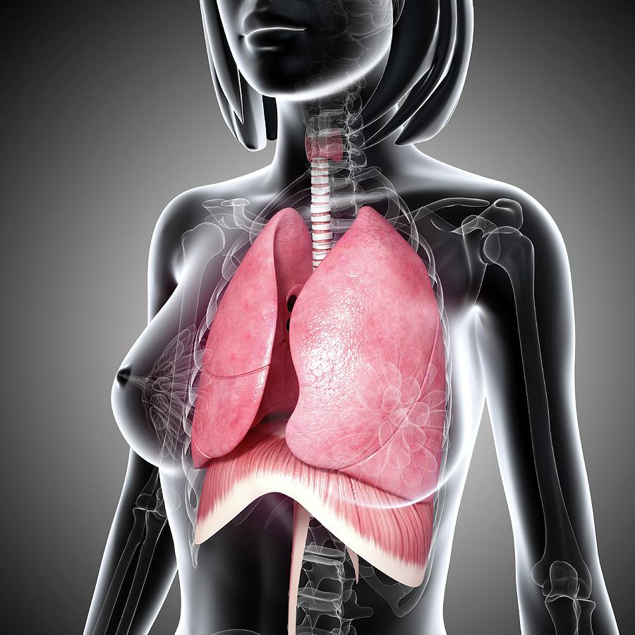 Female Respiratory System Photograph by Pixologicstudio/science Photo