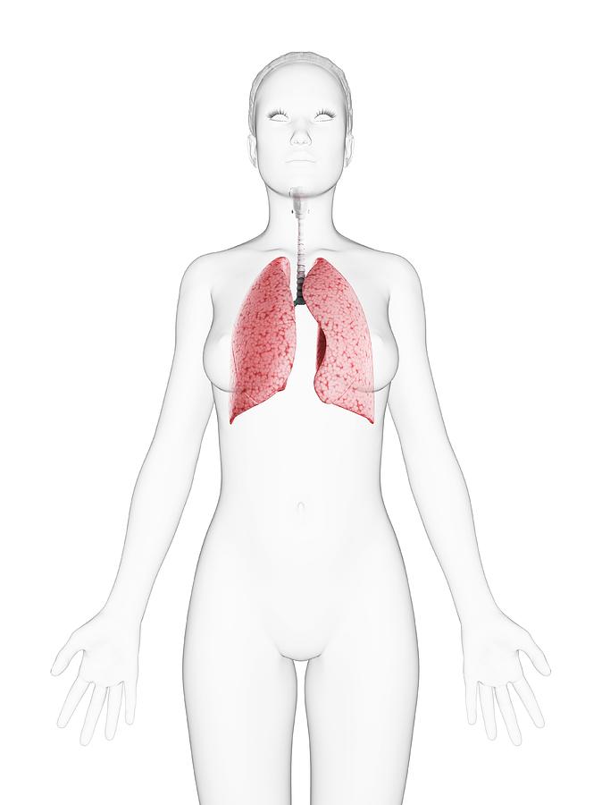 Female Respiratory System Photograph by Sciepro/science Photo Library