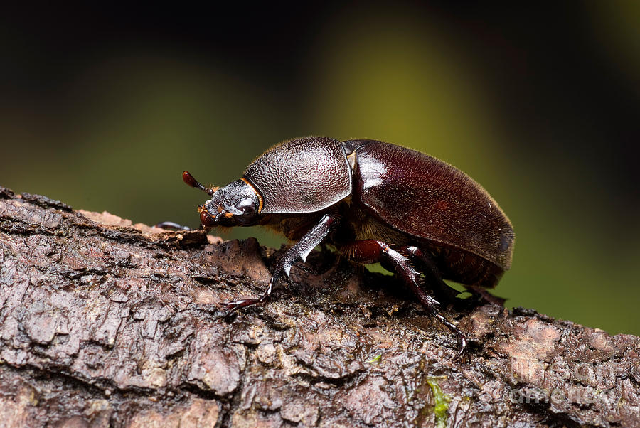 Female Rhinoceros Beetle Photograph by Frank Teigler