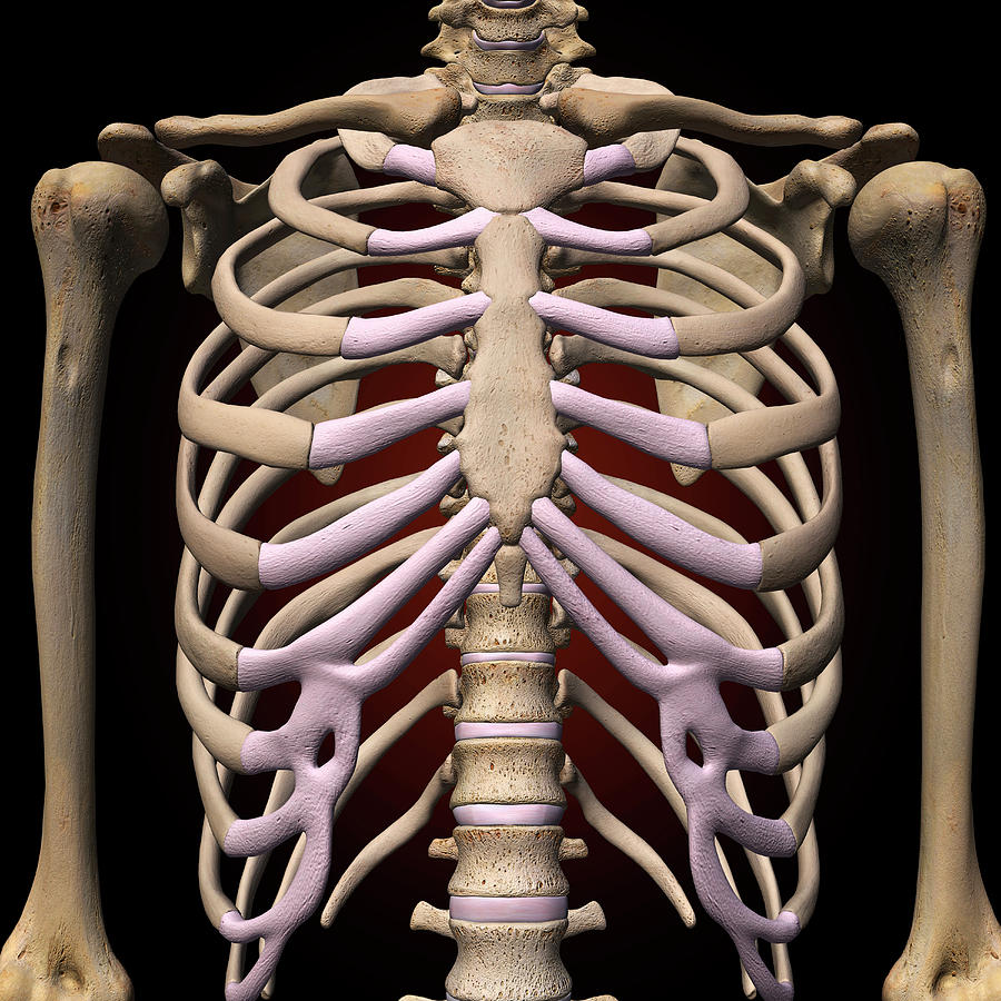 Female Rib Cage And Spine Photograph By Hank Grebe Fine Art America