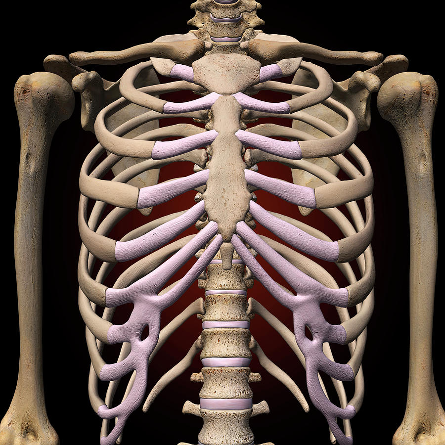 Female Rib Cage And Spine Photograph by Hank Grebe