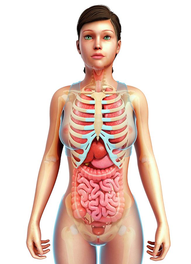 Premium Vector  Female human anatomy, external organs body