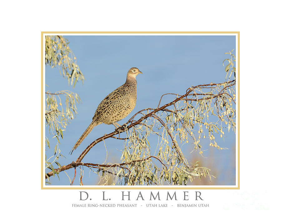 Female Ring Necked Pheasant Photograph by Dennis Hammer