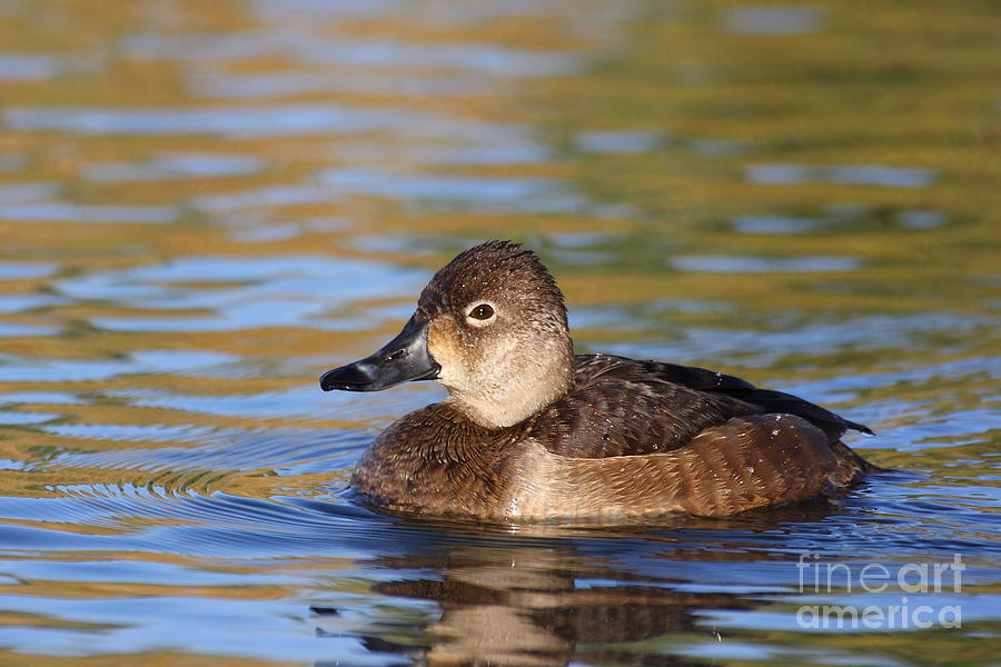 Female ring necked duck Photograph by Ruth Jolly