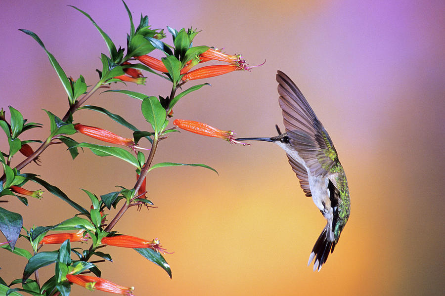 Horizontal Photograph - Female Ruby-throated Hummingbird by Animal Images Horizontal Photograph - Female Ruby-throated Hummingbird by Animal Images