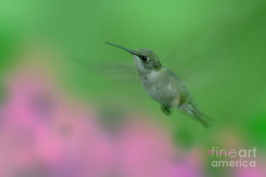 Female Ruby-Throated Hummingbird Photograph by E B Schmidt