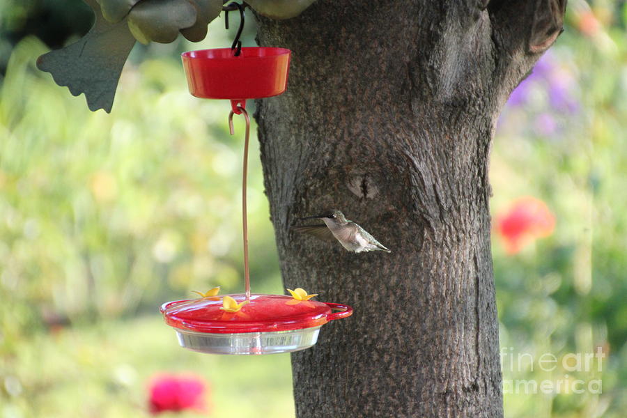 Female Ruby Throated Hummingbird Photograph by Jennifer E Doll