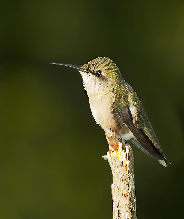 Hummingbird Photograph - Female Ruby Throated Hummingbird by John Vose