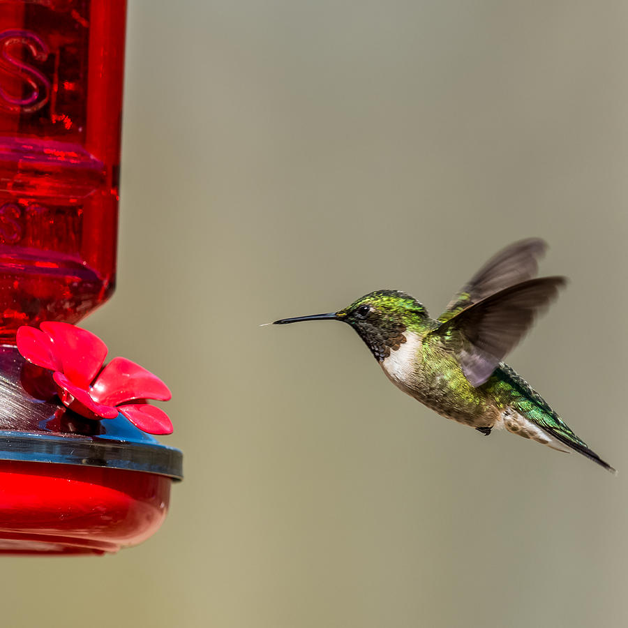 Female Ruby Throated Hummingbird Photograph by Paul Freidlund