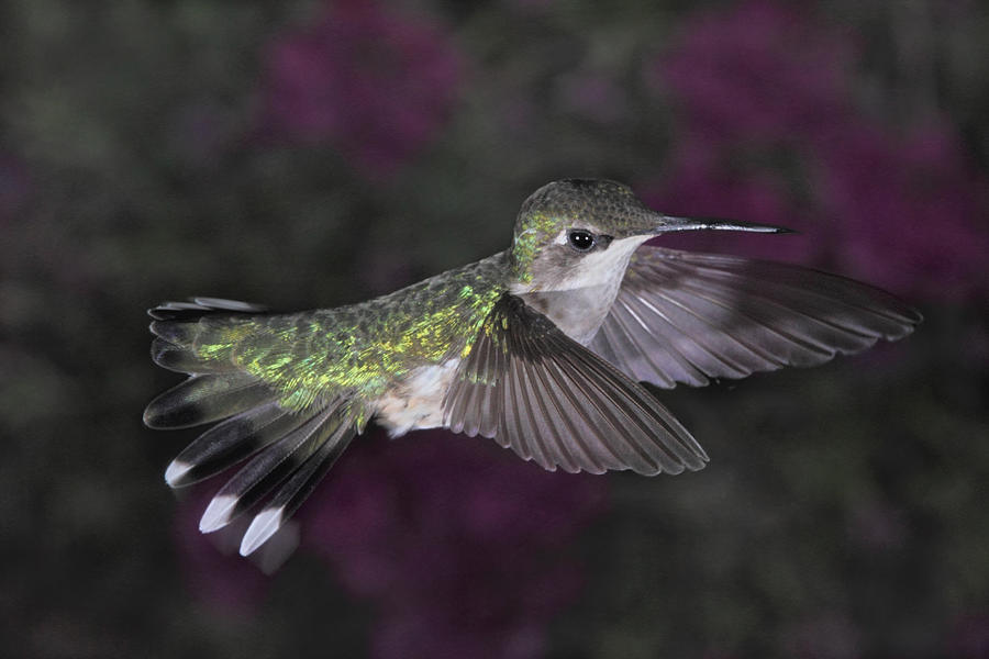 Female Ruby Throated Hummingbird Photograph by Theo