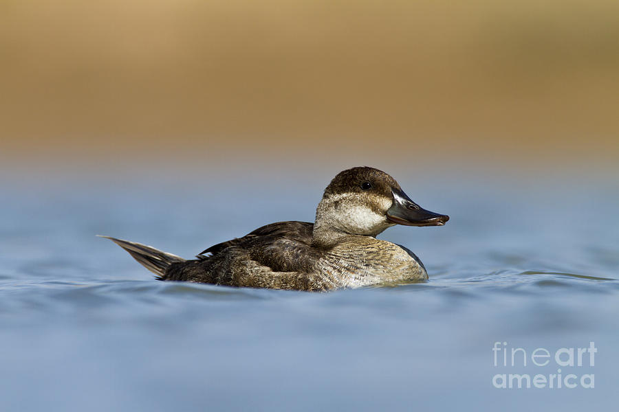 Female Ruddy duck Photograph by Bryan Keil