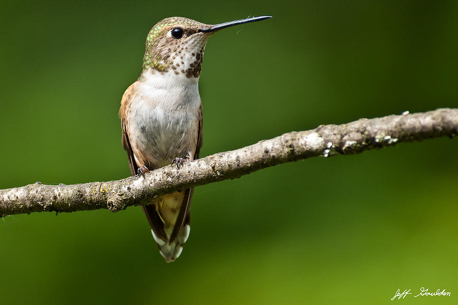 Female Rufous Hummingbird in a Tree Photograph by Jeff Goulden