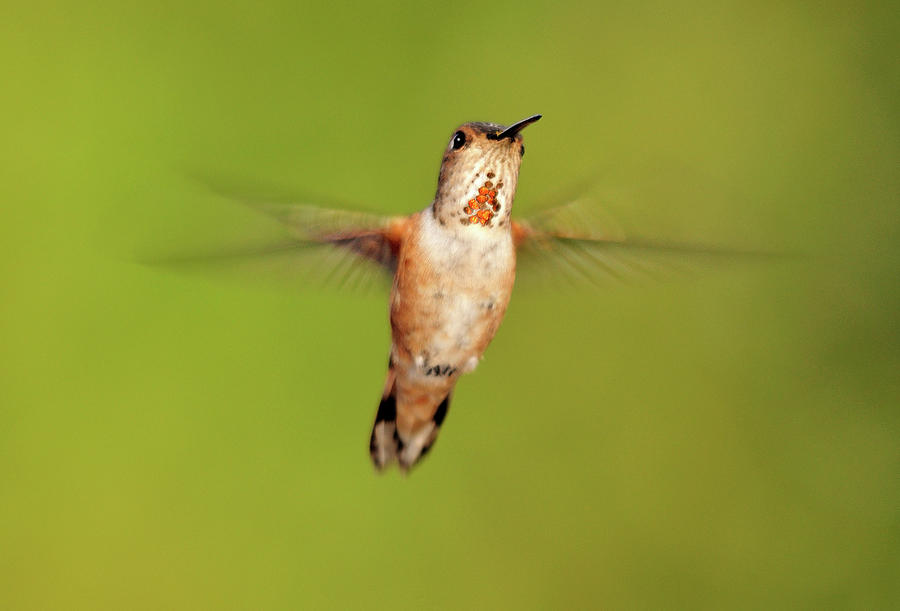 Female Rufous Hummingbird In Flight Photograph by Barbara Rich