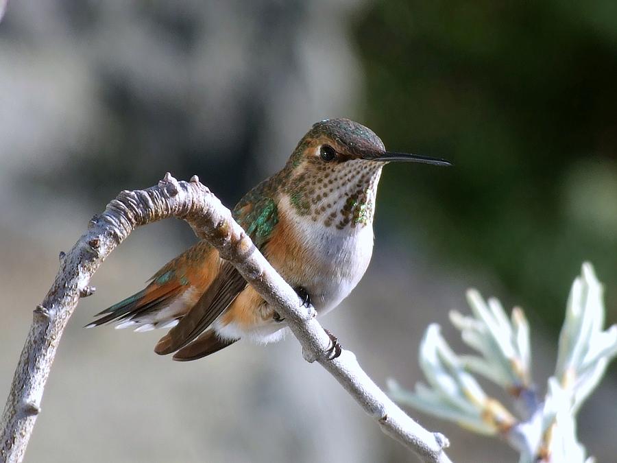 Female rufous hummingbird Photograph by Will LaVigne