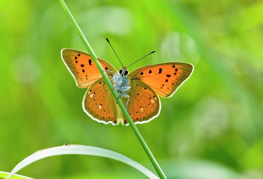 Female Scarce Copper Butterfly Photograph by Bob Gibbons - Pixels