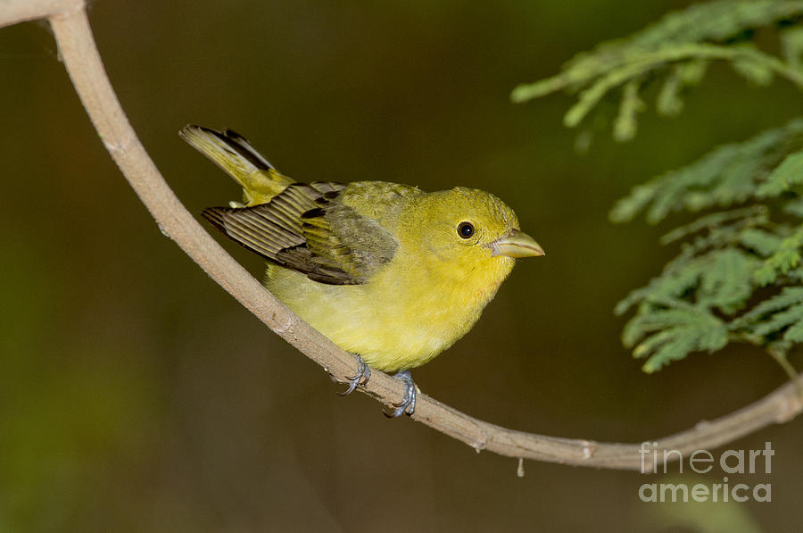 Female Scarlet Tanager Photograph by Anthony Mercieca Fine Art America