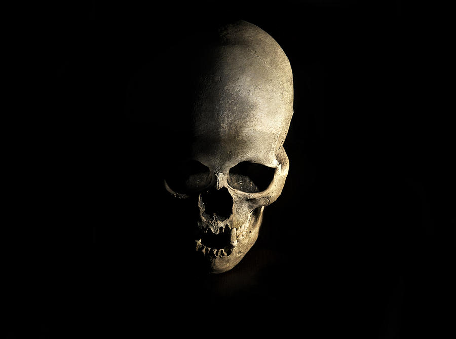 Female skull Photograph by Jaroslaw Blaminsky