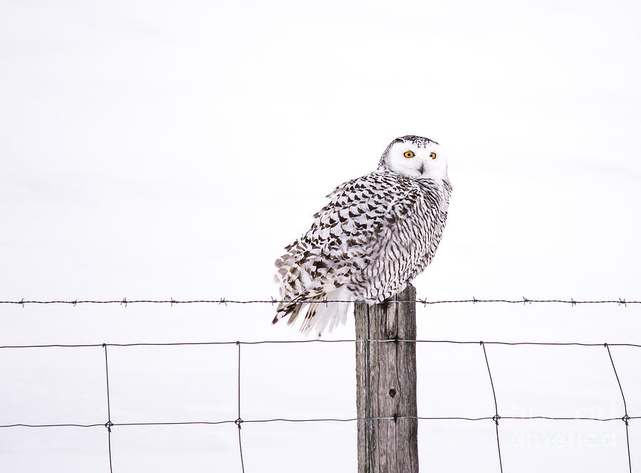 Female Snowy on a Fence Photograph by Cheryl Baxter