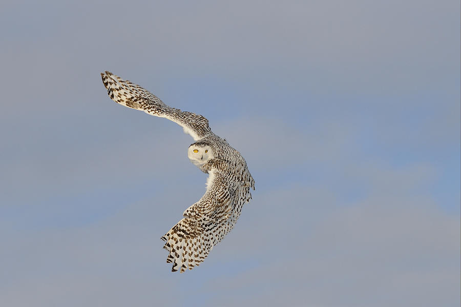 Female Snowy Owl Flying Quebec Canada Photograph by Malcolm Schuyl