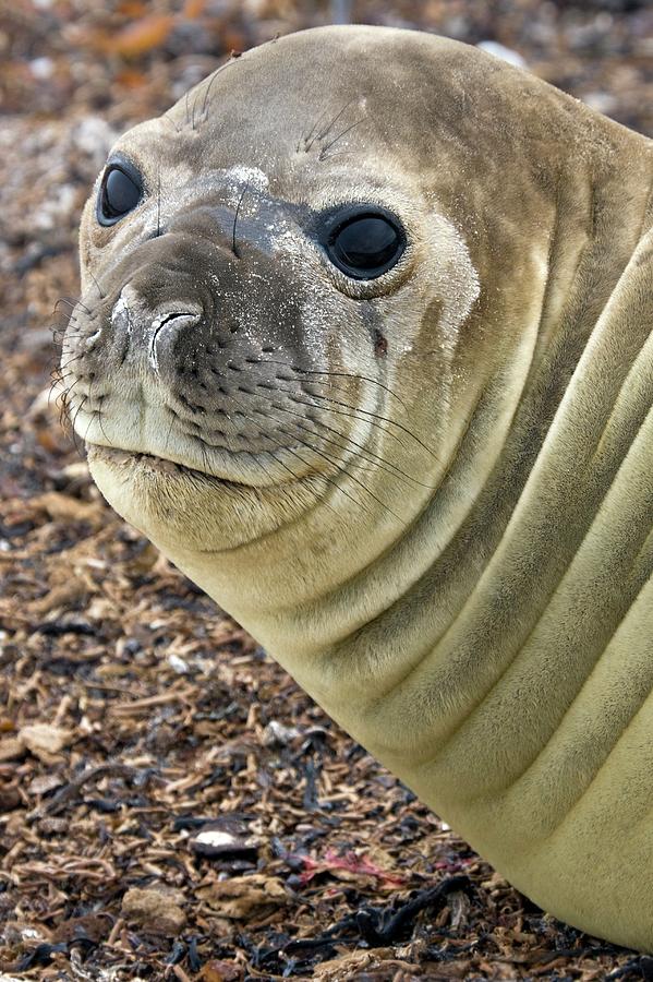 Female Southern Elephant Seal Photograph by Steve Allen/science Photo ...